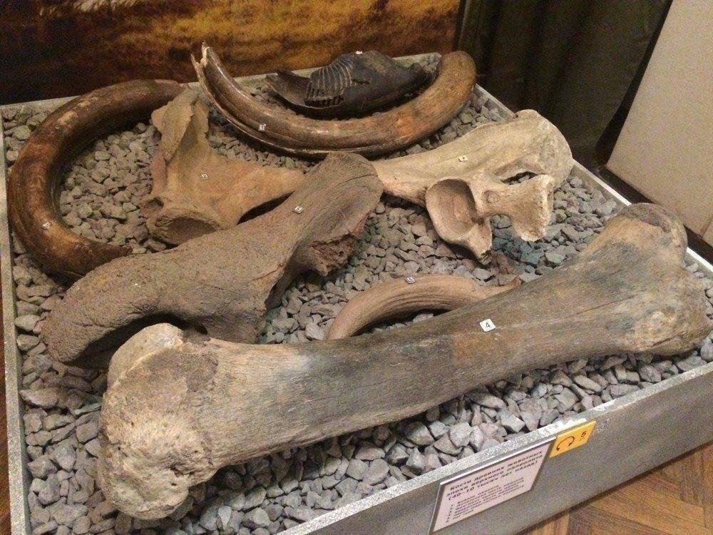Тематическая экскурсия «У истоков: древнейшая история Воронежского края» (от 16 чел., по записи) 16:00